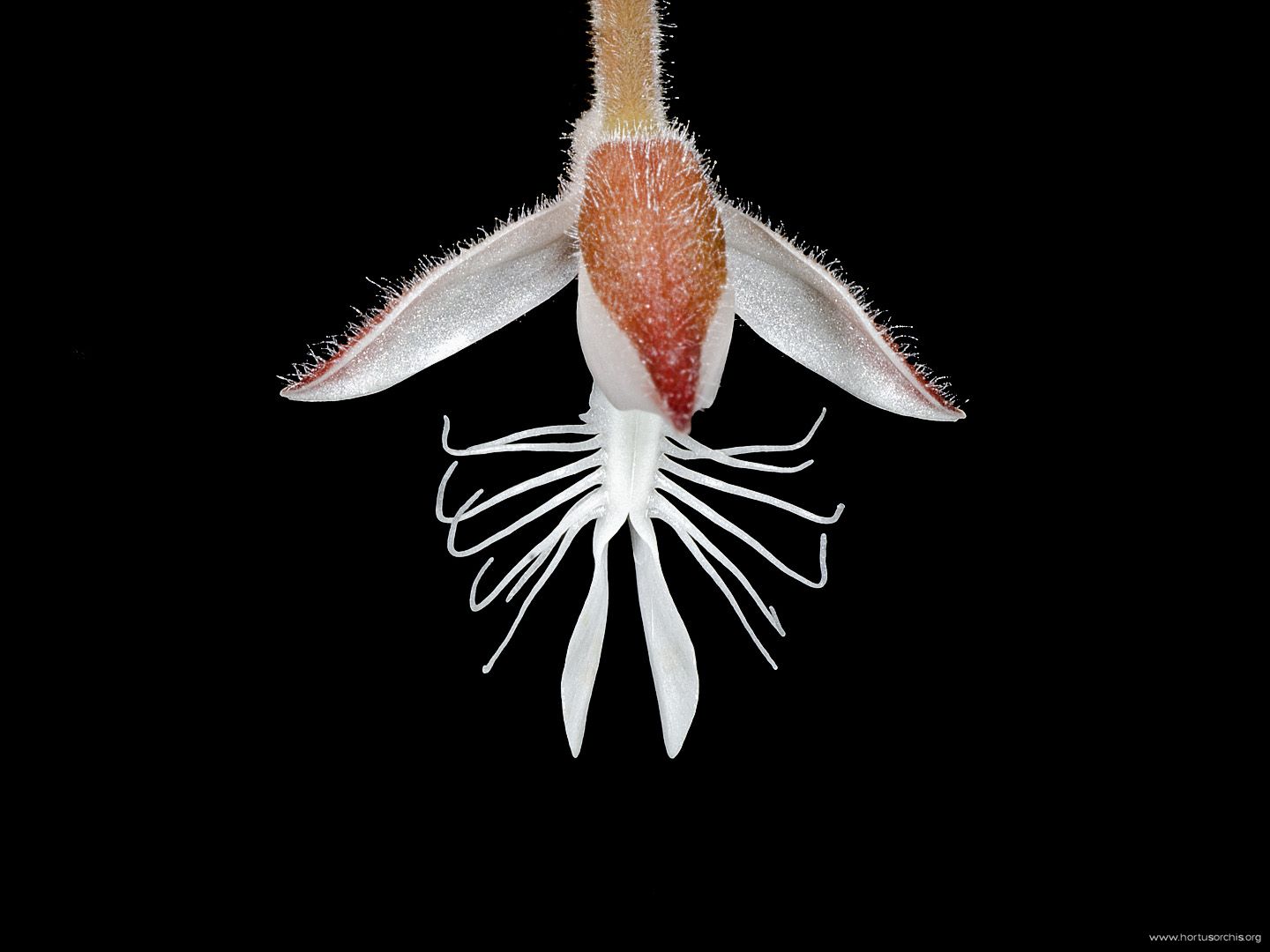 Anoectochilus albo lineatus 1