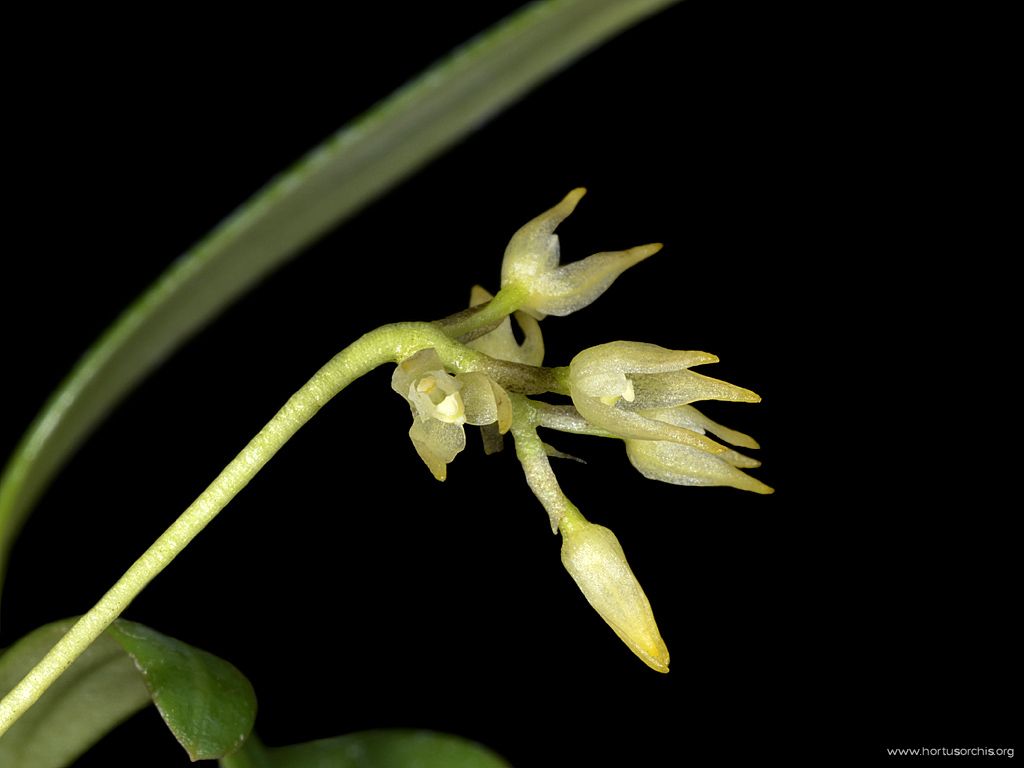 Bulbophyllum bakhuizenii