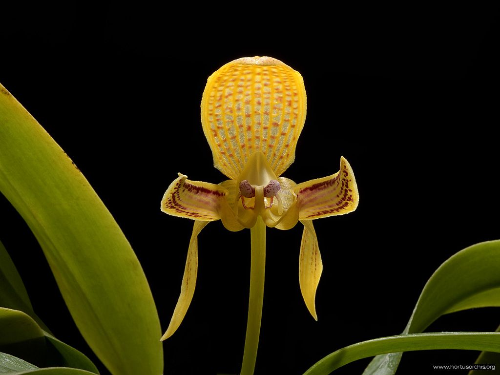 Bulbophyllum dearei 2
