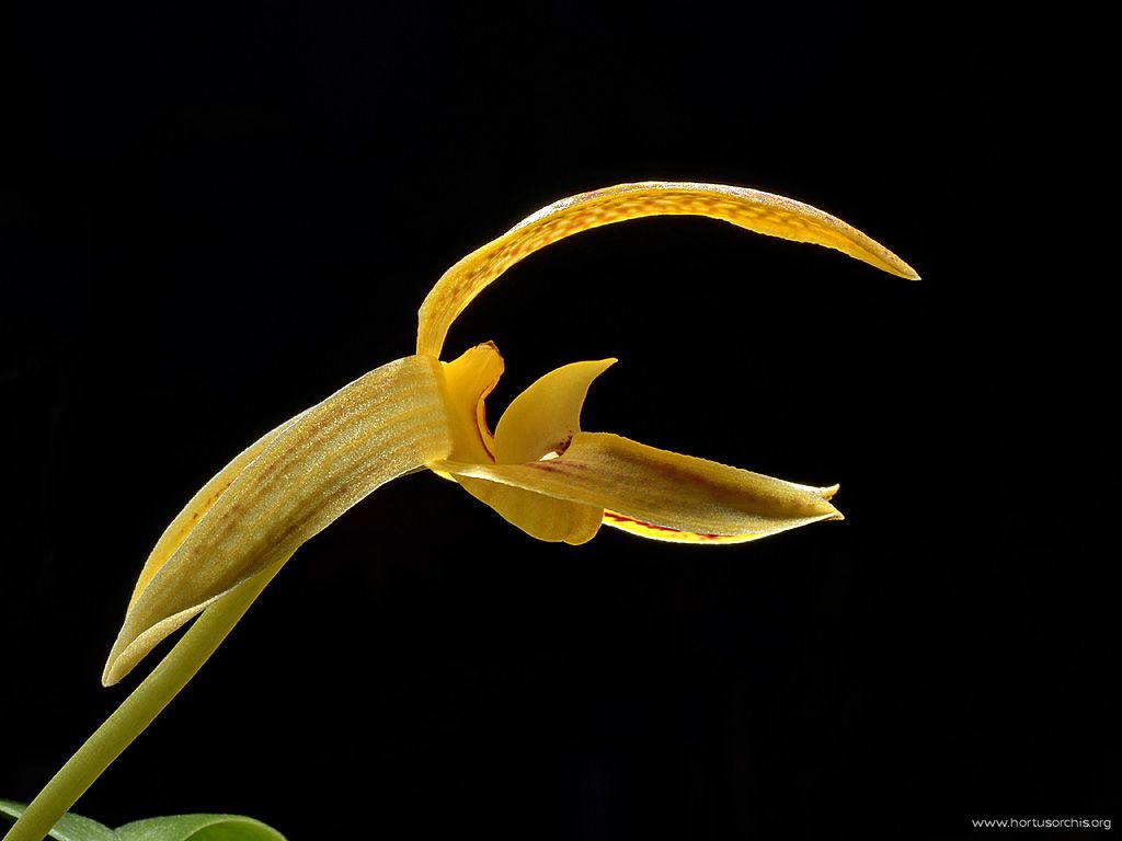 Bulbophyllum dearei 3