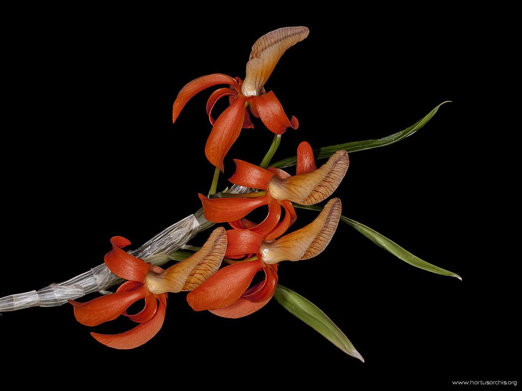 Dendrobium unicum 3