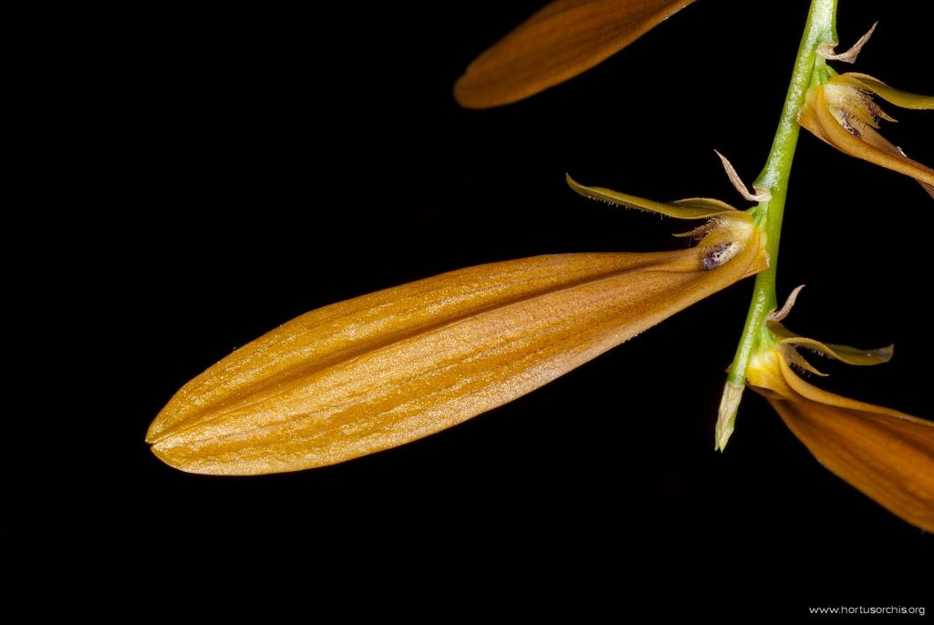 Bulbophyllum Khaoyaiensis 2