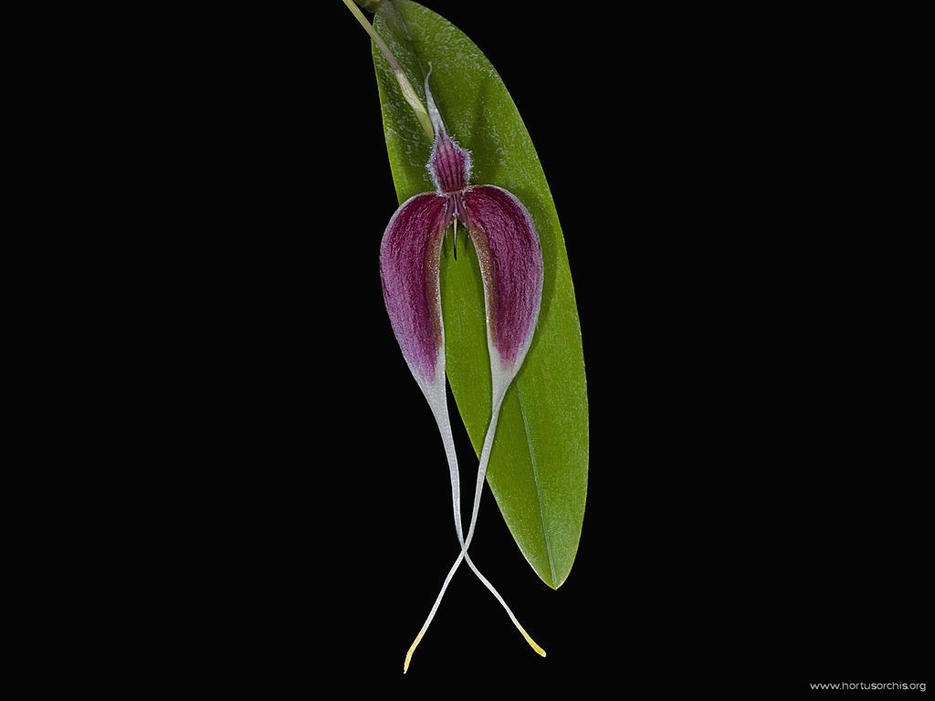 Bulbophyllum cuspidilingue
