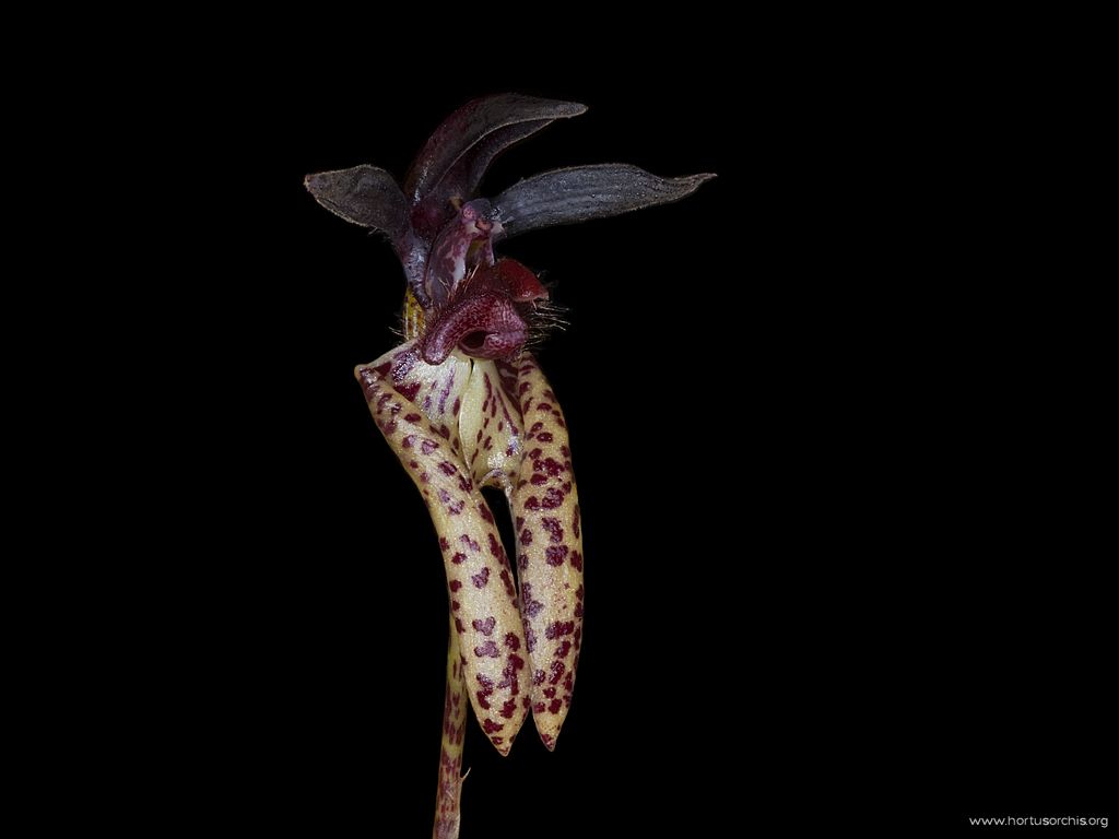 Bulbophyllum lasiochilum