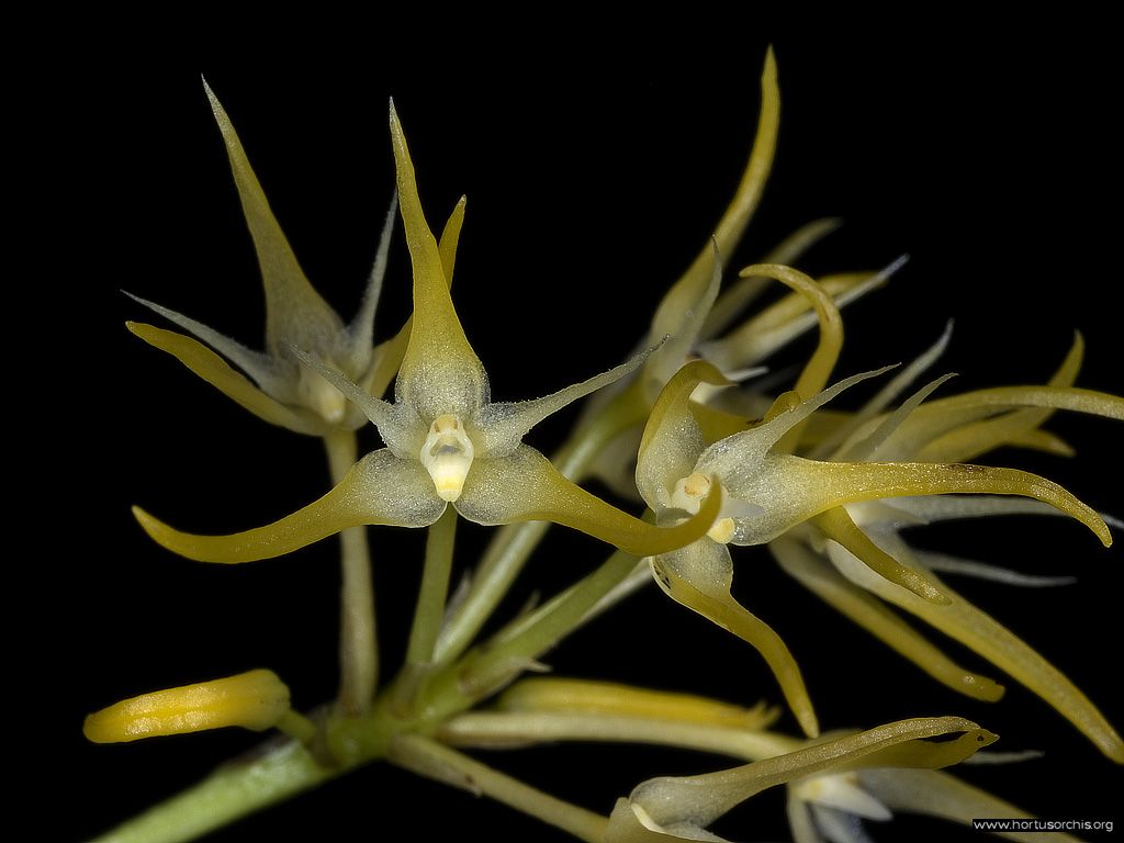 Bulbophyllum laxiflorum