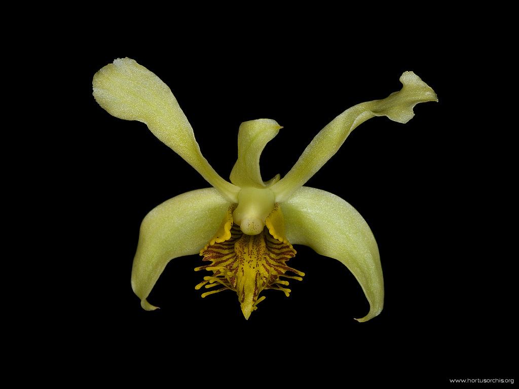 Dendrobium delacouri
