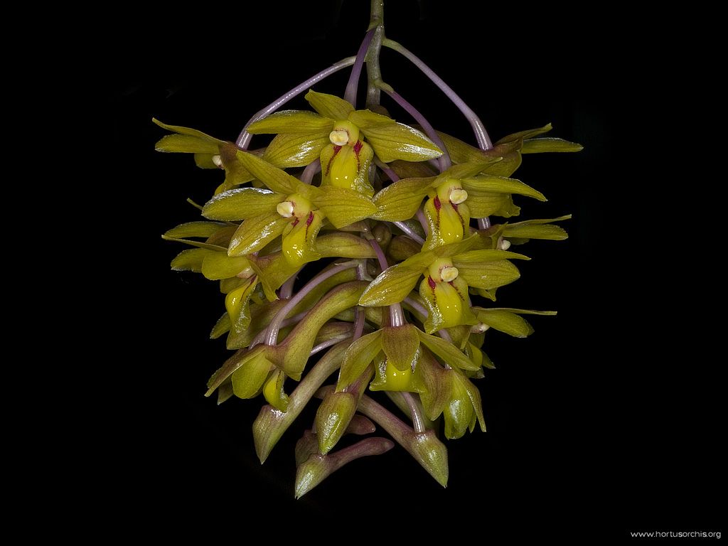 Dendrobium guerreroi