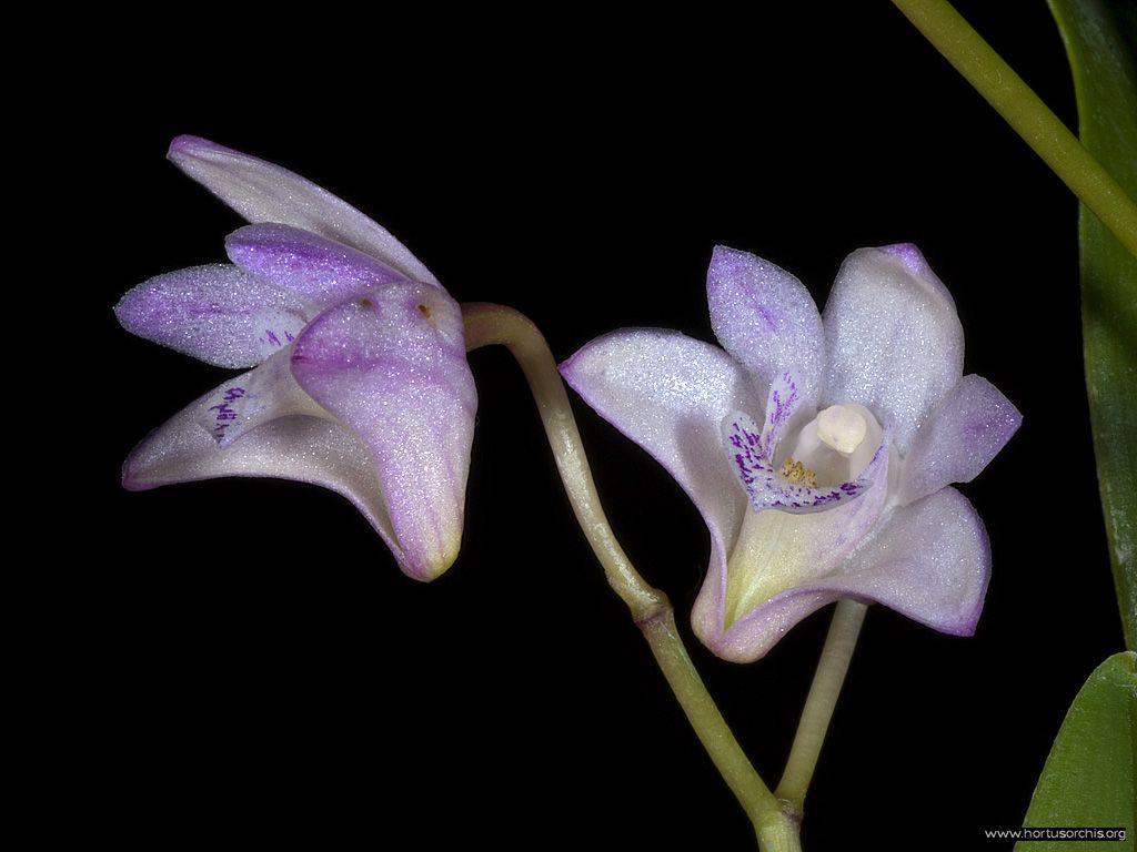 Dendrobium kingianum .2