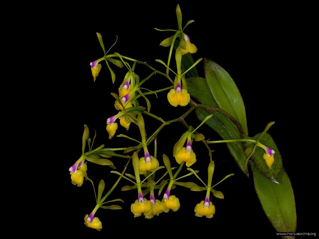 Epidendrum pugioniforme