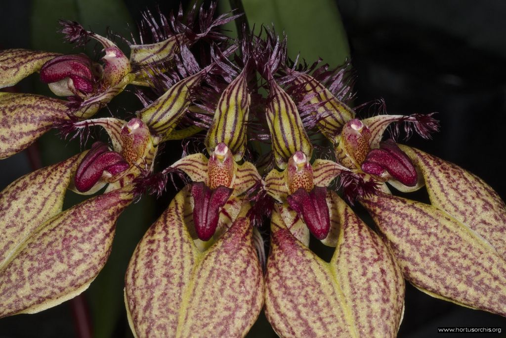 Bulbophyllum rothschildianum 1