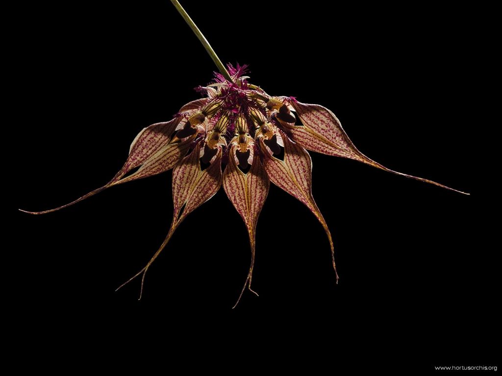 Bulbophyllum rothschildianum 2