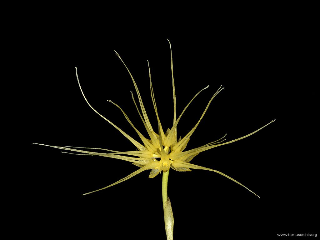 Bulbophyllum vaginatum 2