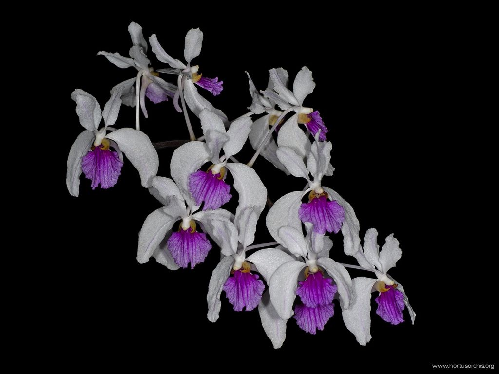 Holcoglossum kimballianum 2