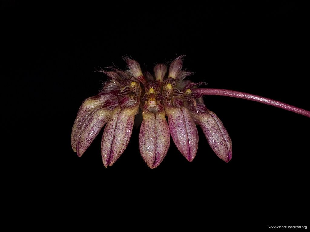 x53123 Bulbophyllum curtisii