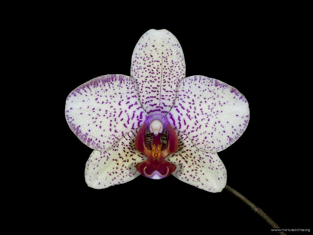 x56255p Phalaenopsis Roma 33