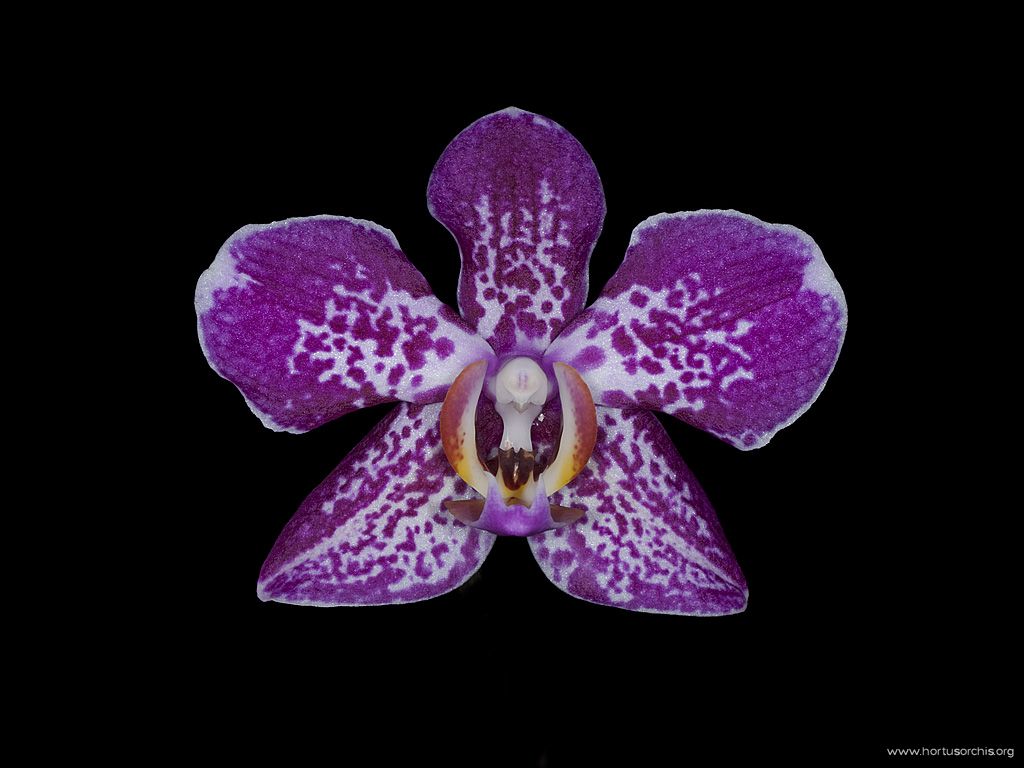 x56257p Phalaenopsis Labuan