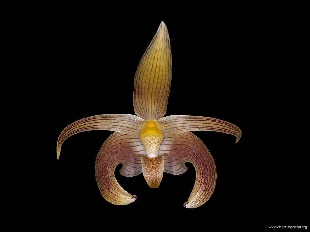 x56585p Bulbophyllum lobbii 2