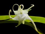 Read more: Aeranthes ramosa