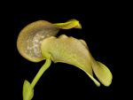 Read more: Bulbophyllum grandiflorum