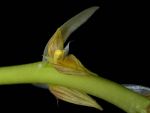 Read more: Bulbophyllum macrocoleum