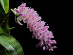 Read more: Dendrobium secundum