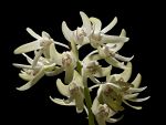 Read more: Dendrobium speciosum