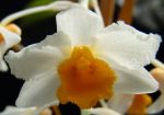 Read more: Dendrobium griffithianum