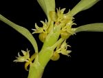 Read more: Eria biflora