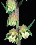 Read more: Epipactis microphylla
