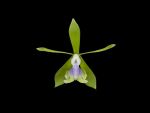 Read more: Epidendrum floribundum