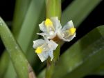 Read more: Maxillaria parviflora