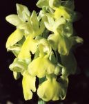 Read more: Orchis pallens
