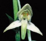 Read more: Platanthera chlorantha