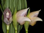 Read more: Anguloa uniflora