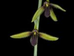 Read more: Bulbophyllum anguste-ellipticum