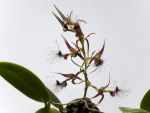 Read more: Bulbophyllum barbigerum
