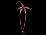 Read more: Bulbophyllum echinolabium
