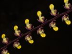 Read more: Bulbophyllum falcatum