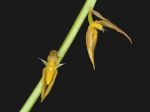 Read more: Bulbophyllum rufinum 