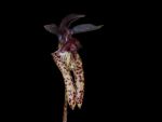 Read more: Bulbophyllum lasiochilum