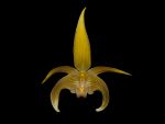 Read more: Bulbophyllum lobbii