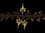Read more: Bulbophyllum maximum