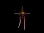 Read more: Bulbophyllum nymphopolitanicum