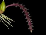 Read more: Bulbophyllum saurocephalus