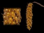 Read more: Bulbophyllum sicyobulbon