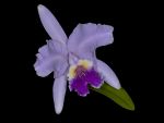 Read more: Cattleya labiata
