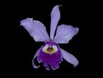 Read more: Cattleya quadricolor