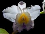 Read more: Cattleya mendelii