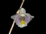Read more: Dendrobium linearifolium