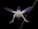 Read more: Dendrobium canaliculatum, var. nigrescens